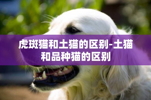 虎斑貓和土貓的區別-土貓和品種貓的區別