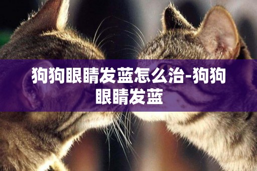 狗狗眼睛發藍怎么治-狗狗眼睛發藍