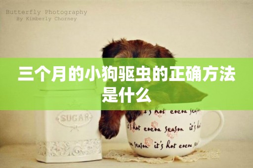三個月的小狗驅蟲的正確方法是什么