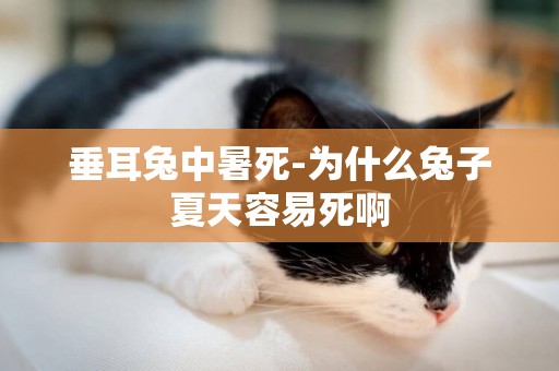 垂耳兔中暑死-為什么兔子夏天容易死啊