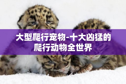 大型爬行寵物-十大兇猛的爬行動物全世界