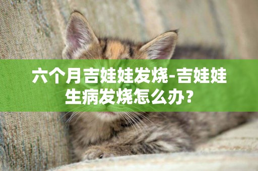 六個月吉娃娃發燒-吉娃娃生病發燒怎么辦？