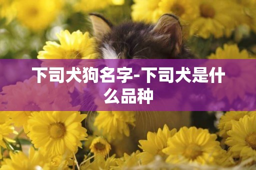 下司犬狗名字-下司犬是什么品種
