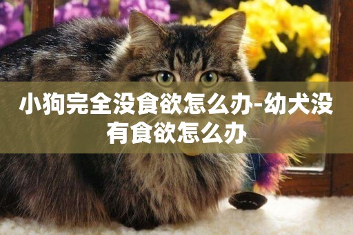 小狗完全沒食欲怎么辦-幼犬沒有食欲怎么辦
