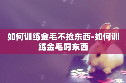 如何訓練金毛不撿東西-如何訓練金毛叼東西
