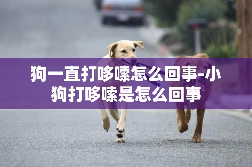 狗一直打哆嗦怎么回事-小狗打哆嗦是怎么回事
