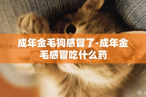 成年金毛狗感冒了-成年金毛感冒吃什么藥