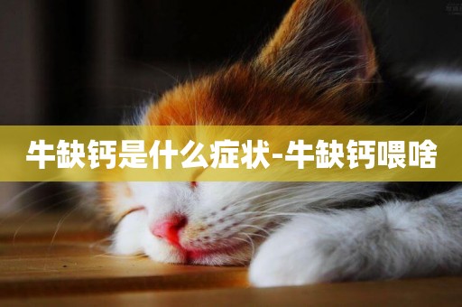 牛缺鈣是什么癥狀-牛缺鈣喂啥