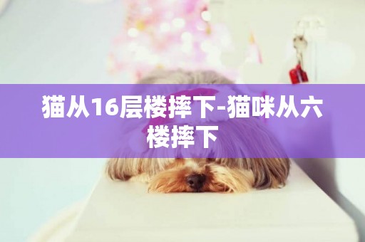 貓從16層樓摔下-貓咪從六樓摔下