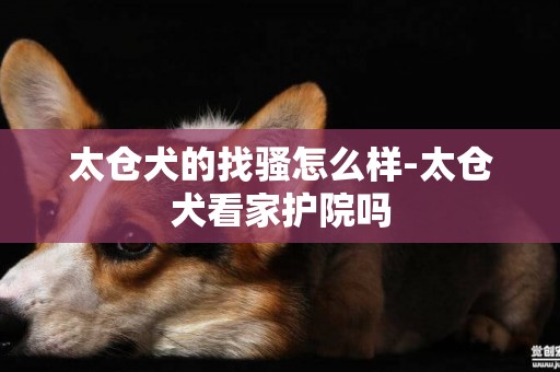 太倉犬的找騷怎么樣-太倉犬看家護院嗎