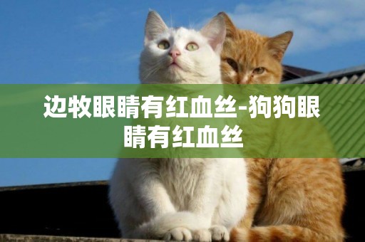 邊牧眼睛有紅血絲-狗狗眼睛有紅血絲