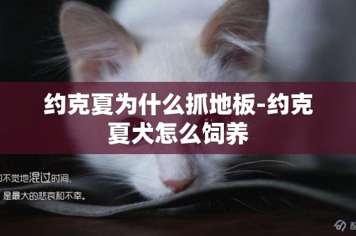 約克夏為什么抓地板-約克夏犬怎么飼養
