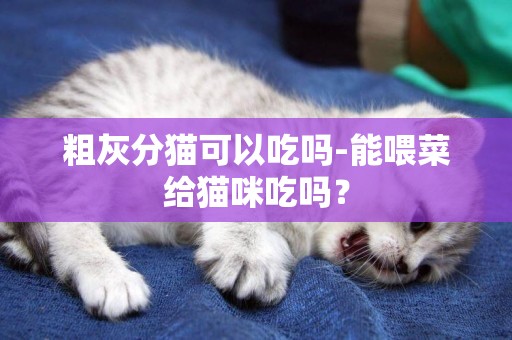 粗灰分貓可以吃嗎-能喂菜給貓咪吃嗎？