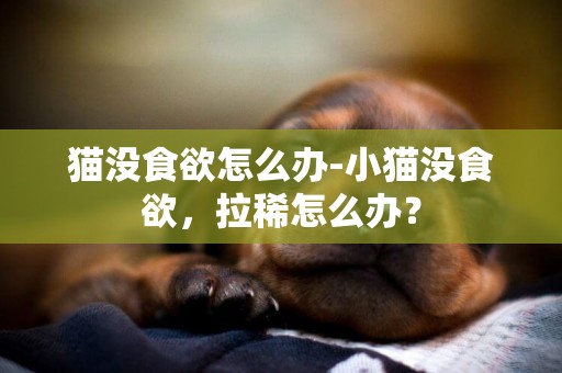 貓沒食欲怎么辦-小貓沒食欲，拉稀怎么辦？