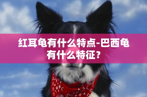 紅耳龜有什么特點-巴西龜有什么特征？