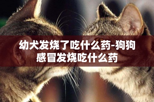 幼犬發燒了吃什么藥-狗狗感冒發燒吃什么藥
