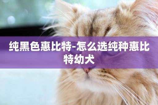 純黑色惠比特-怎么選純種惠比特幼犬