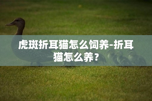 虎斑折耳貓怎么飼養-折耳貓怎么養？