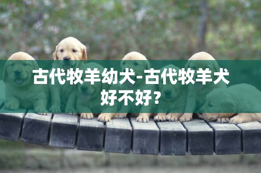 古代牧羊幼犬-古代牧羊犬好不好？
