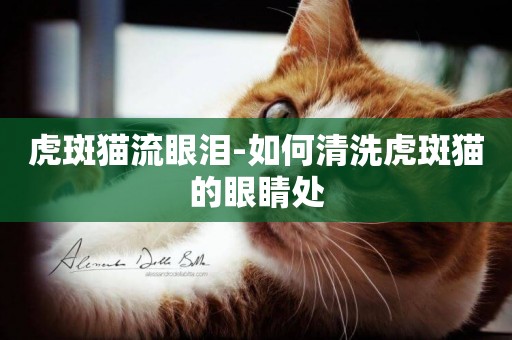 虎斑貓流眼淚-如何清洗虎斑貓的眼睛處