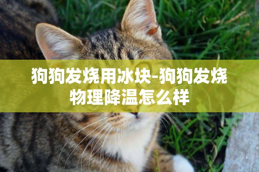 狗狗發燒用冰塊-狗狗發燒物理降溫怎么樣