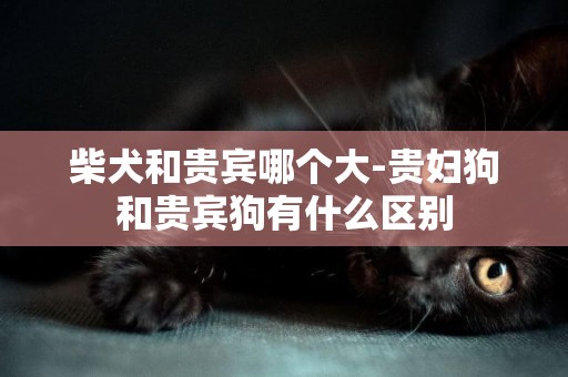 柴犬和貴賓哪個大-貴婦狗和貴賓狗有什么區別