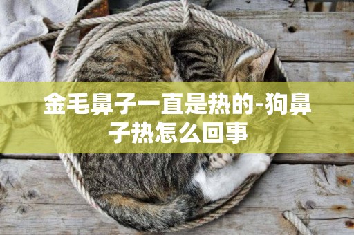 金毛鼻子一直是熱的-狗鼻子熱怎么回事