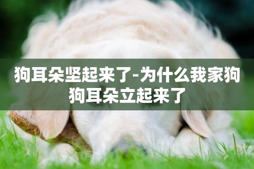 狗耳朵堅起來了-為什么我家狗狗耳朵立起來了