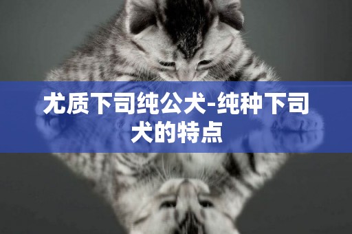 尤質下司純公犬-純種下司犬的特點