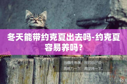 冬天能帶約克夏出去嗎-約克夏容易養嗎？