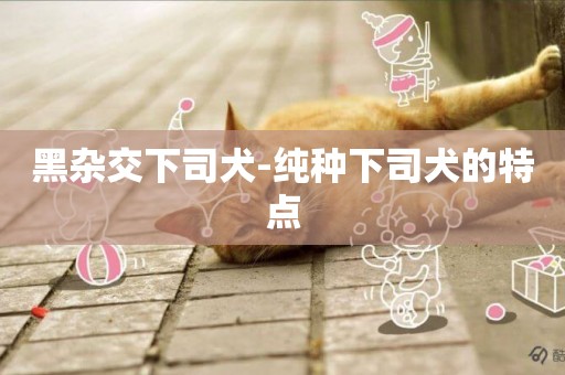 黑雜交下司犬-純種下司犬的特點