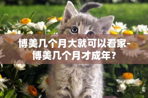 博美幾個月大就可以看家-博美幾個月才成年？