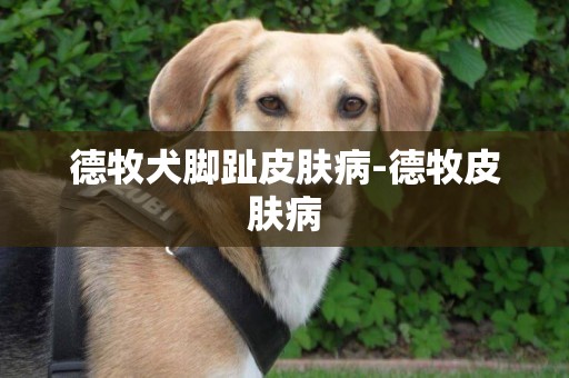 德牧犬腳趾皮膚病-德牧皮膚病