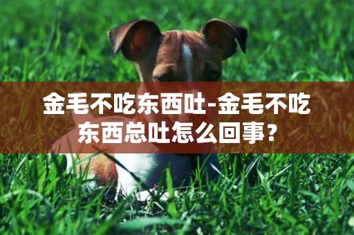 金毛不吃東西吐-金毛不吃東西總吐怎么回事？