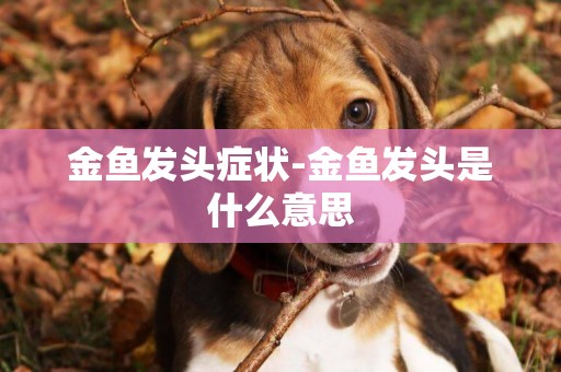 金魚發頭癥狀-金魚發頭是什么意思