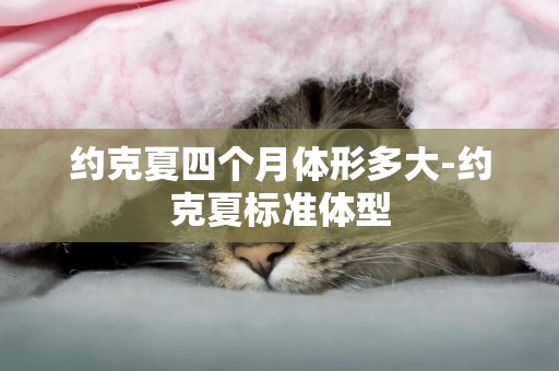 約克夏四個月體形多大-約克夏標準體型