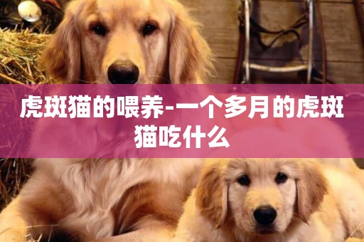 虎斑貓的喂養-一個多月的虎斑貓吃什么