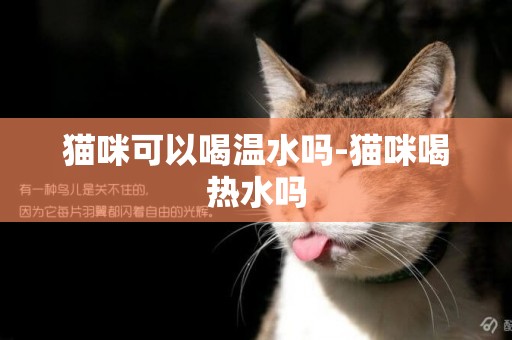 貓咪可以喝溫水嗎-貓咪喝熱水嗎