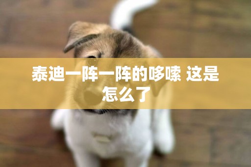 泰迪一陣一陣的哆嗦 這是怎么了