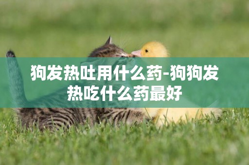 狗發熱吐用什么藥-狗狗發熱吃什么藥最好
