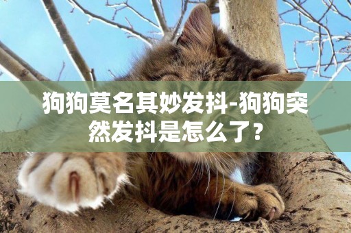 狗狗莫名其妙發抖-狗狗突然發抖是怎么了？