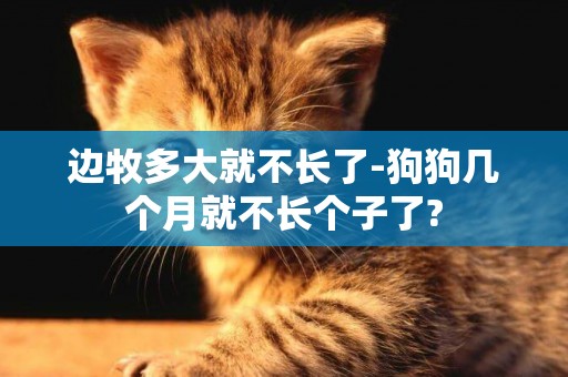 邊牧多大就不長了-狗狗幾個月就不長個子了?