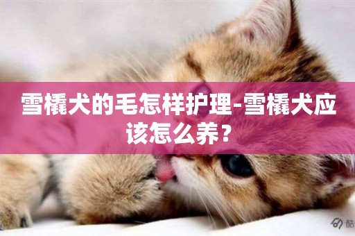 雪橇犬的毛怎樣護理-雪橇犬應該怎么養？
