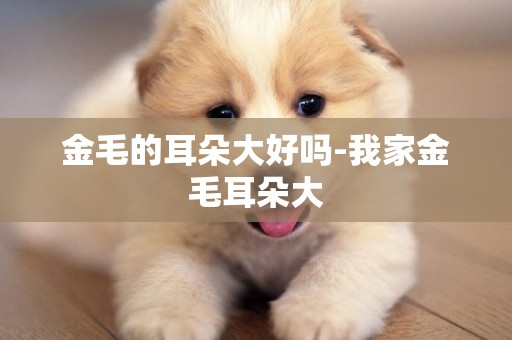 金毛的耳朵大好嗎-我家金毛耳朵大