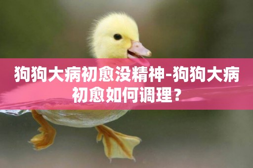 狗狗大病初愈沒精神-狗狗大病初愈如何調理？