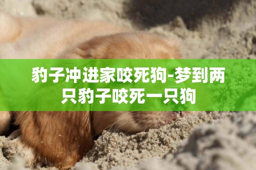 豹子沖進家咬死狗-夢到兩只豹子咬死一只狗