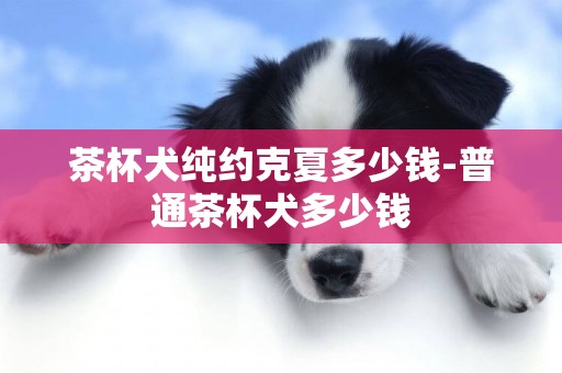 茶杯犬純約克夏多少錢-普通茶杯犬多少錢