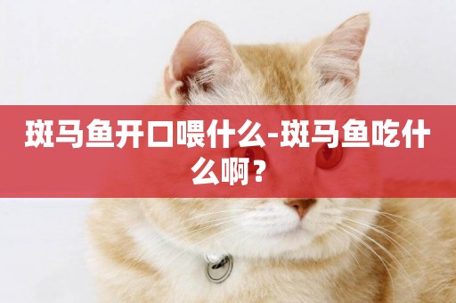 斑馬魚開口喂什么-斑馬魚吃什么啊？