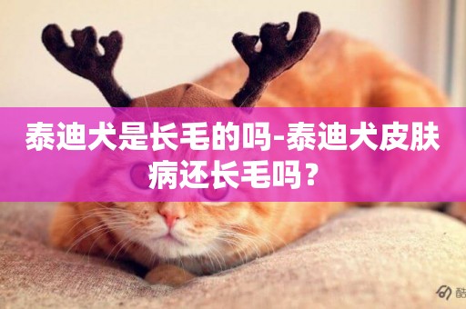 泰迪犬是長毛的嗎-泰迪犬皮膚病還長毛嗎？