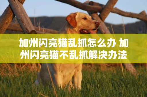 加州閃亮貓亂抓怎么辦 加州閃亮貓不亂抓解決辦法